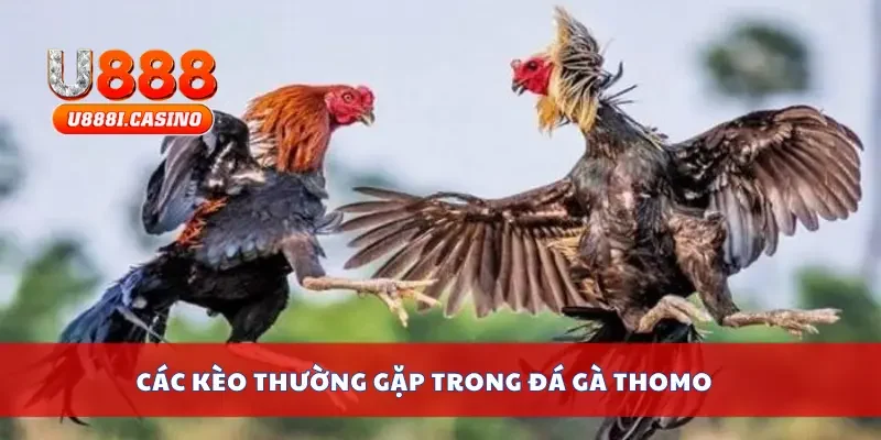 Các kèo thường gặp trong đá gà thomo