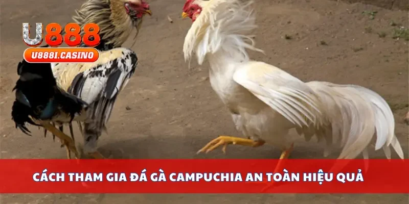 Cách tham gia đá gà Campuchia an toàn hiệu quả