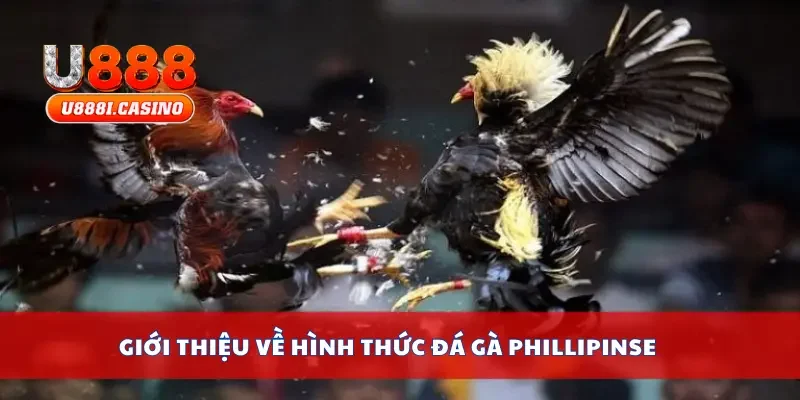 Giới thiệu về hình thức đá gà Phillipinse