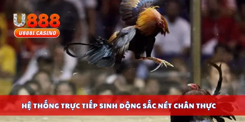 Hệ thống trực tiếp sinh động sắc nét chân thực